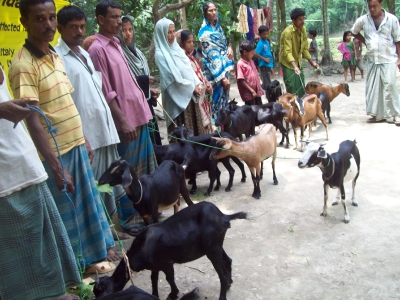 Livestock (Goat distributribution)