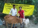 livestock (Cow distribution)