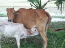 livestock (Cow distribution)