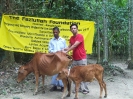 livestock (Cow distribution)