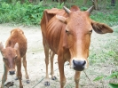 livestock (Cow distribution)