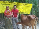 Livestock (Cow distribution)