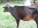 Livestock (Cow distribution)