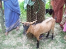 Livestock (Goat distribution)