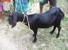 Livestock (Goat distribution)